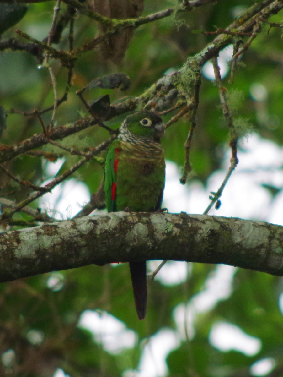 Maroon-tailed Parakeet - ML404176921