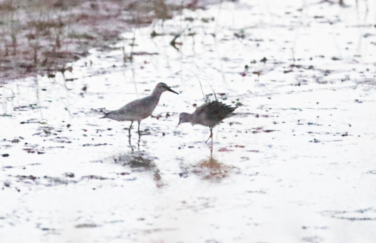 Stilt Sandpiper - Chris McCreedy - no playbacks