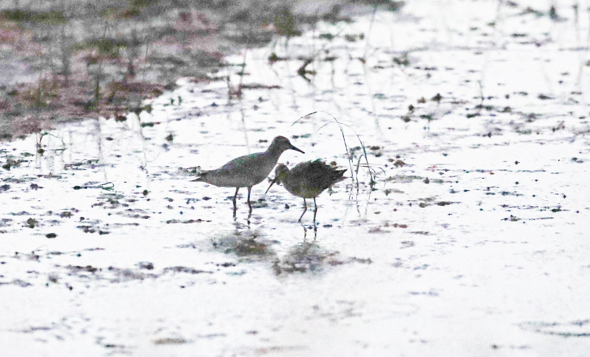 Stilt Sandpiper - ML404177411