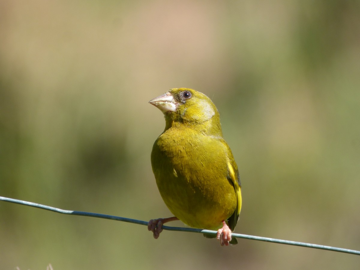 European Greenfinch - ML404178081