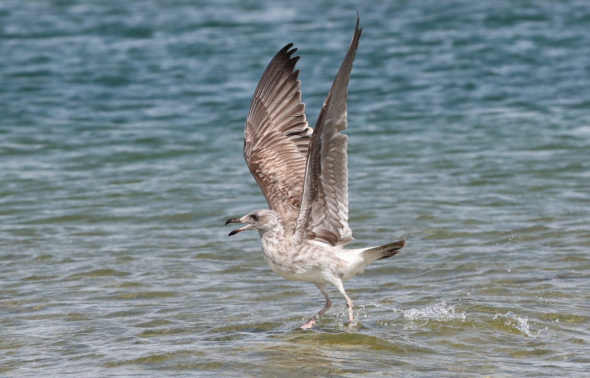 Yellow-footed Gull - ML404178121