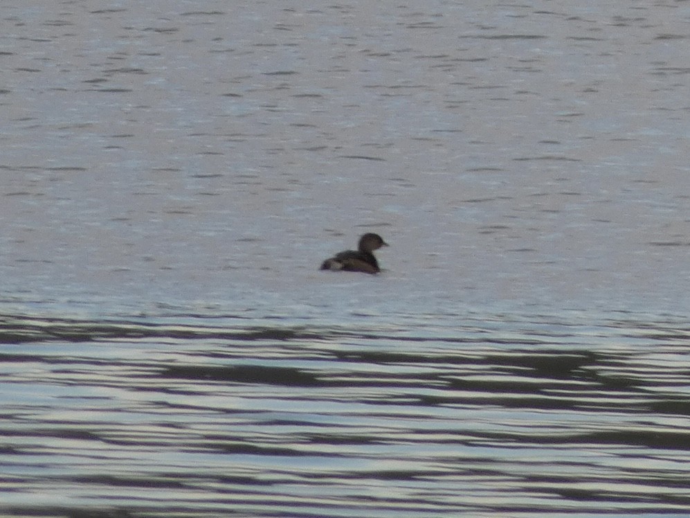 Pied-billed Grebe - ML404178721