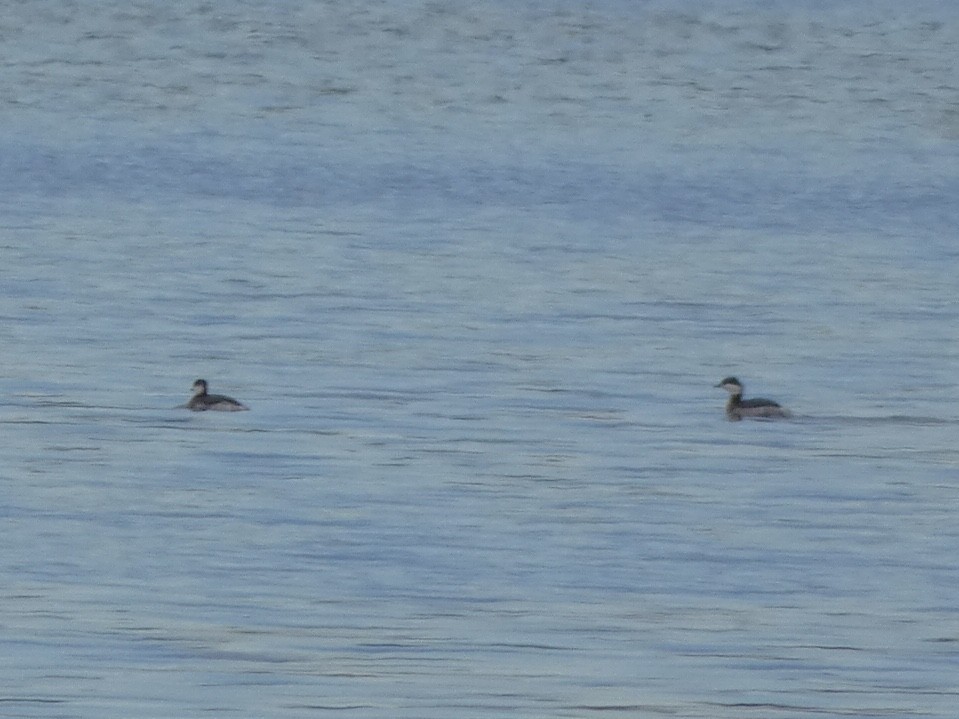 Horned Grebe - ML404179221