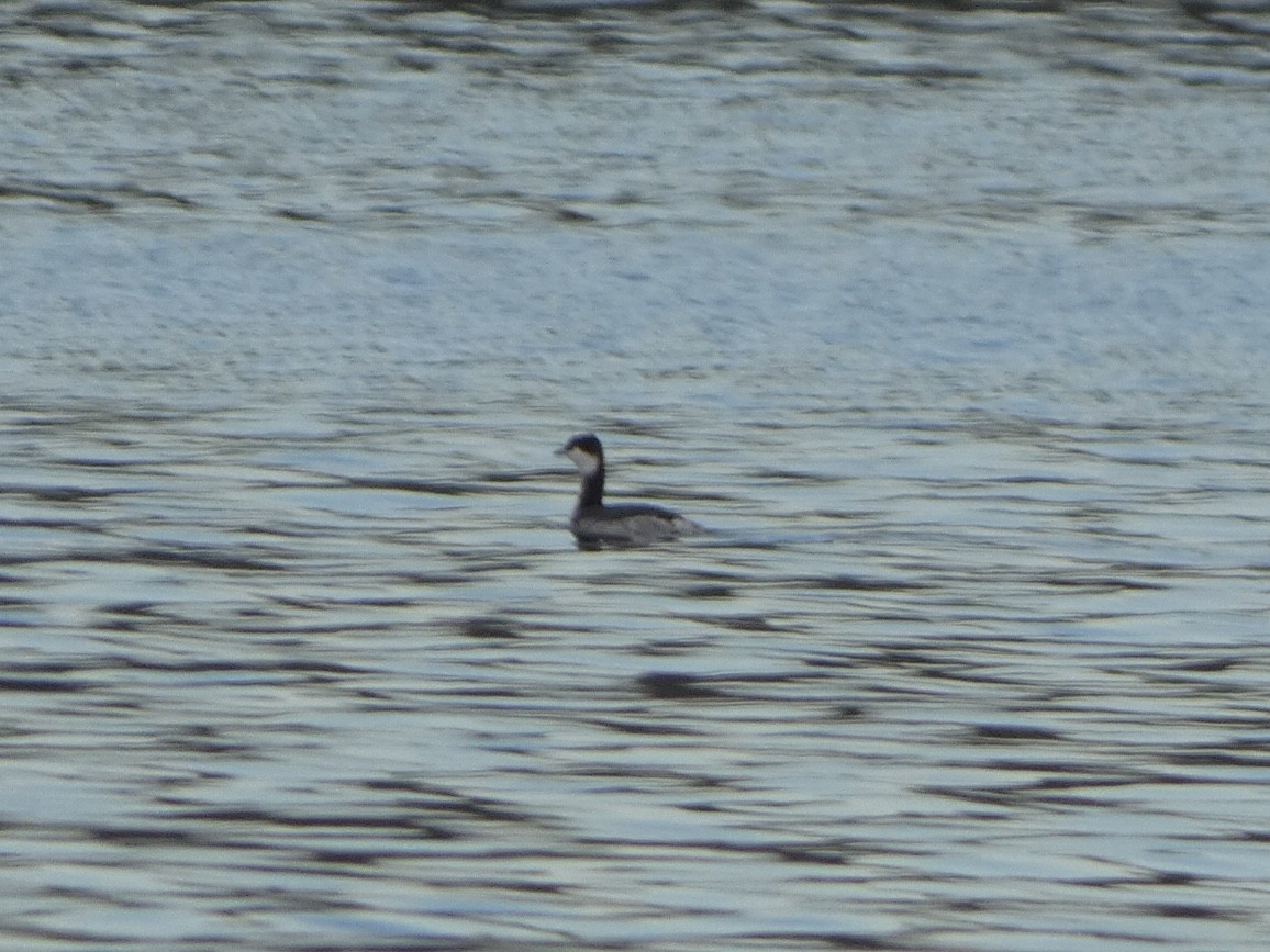 Horned Grebe - ML404179241