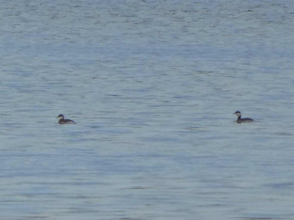 Horned Grebe - ML404179251