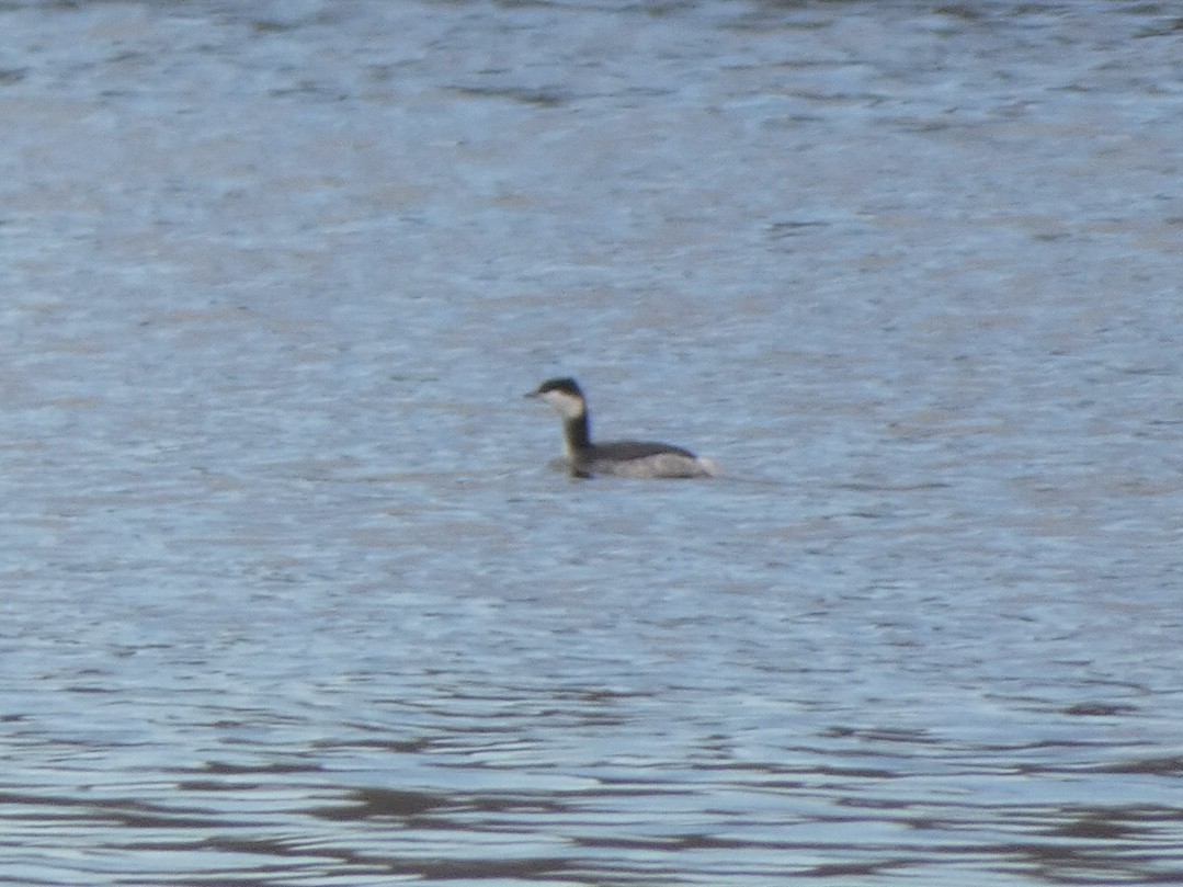 Horned Grebe - ML404179261