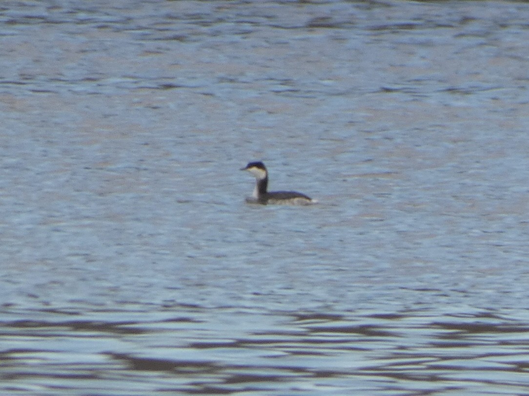 Horned Grebe - ML404179271