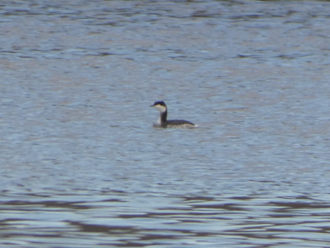 Horned Grebe - ML404179271