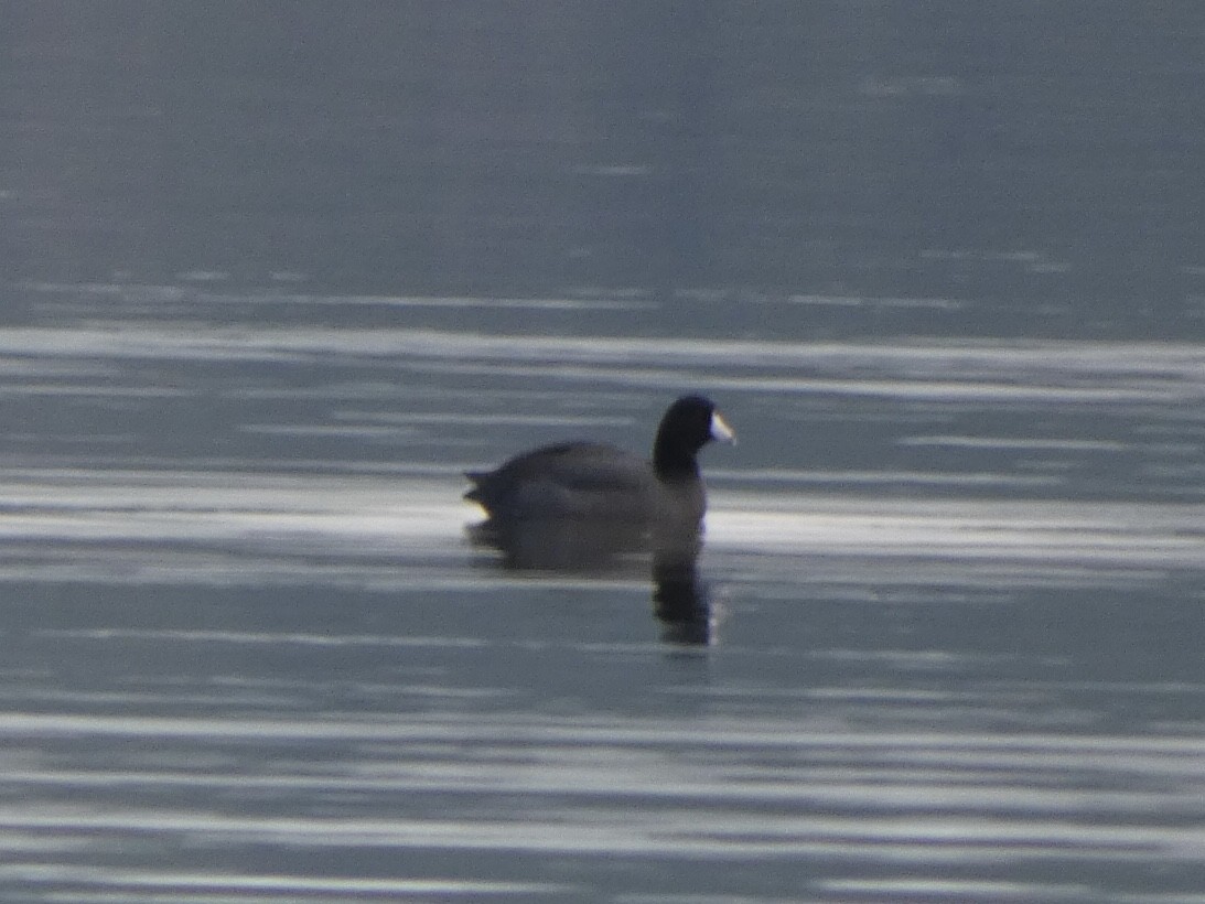 American Coot - ML404179331