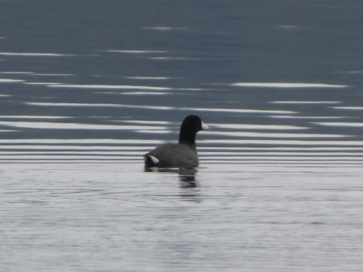 American Coot - ML404179341