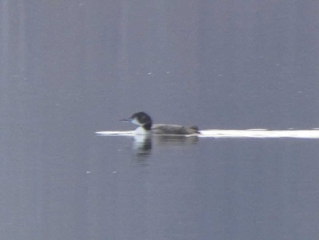 Common Loon - ML404179491