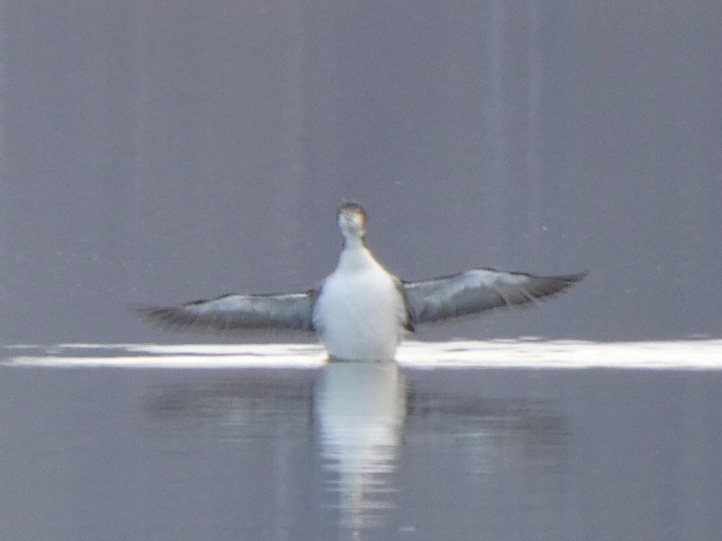 Common Loon - ML404179501
