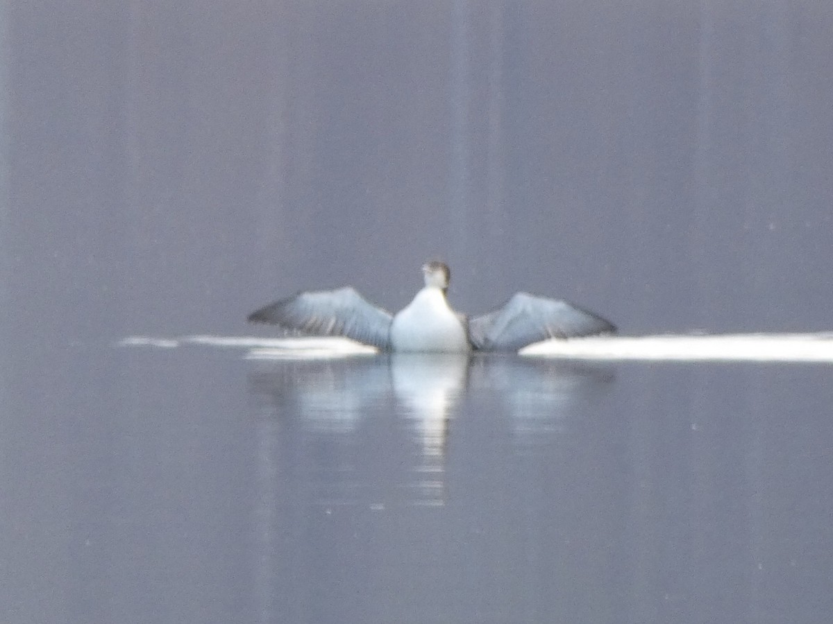 Common Loon - ML404179511