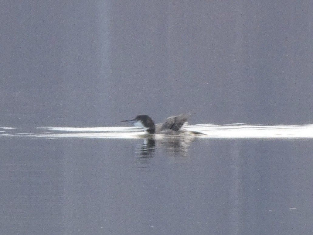 Common Loon - ML404179521