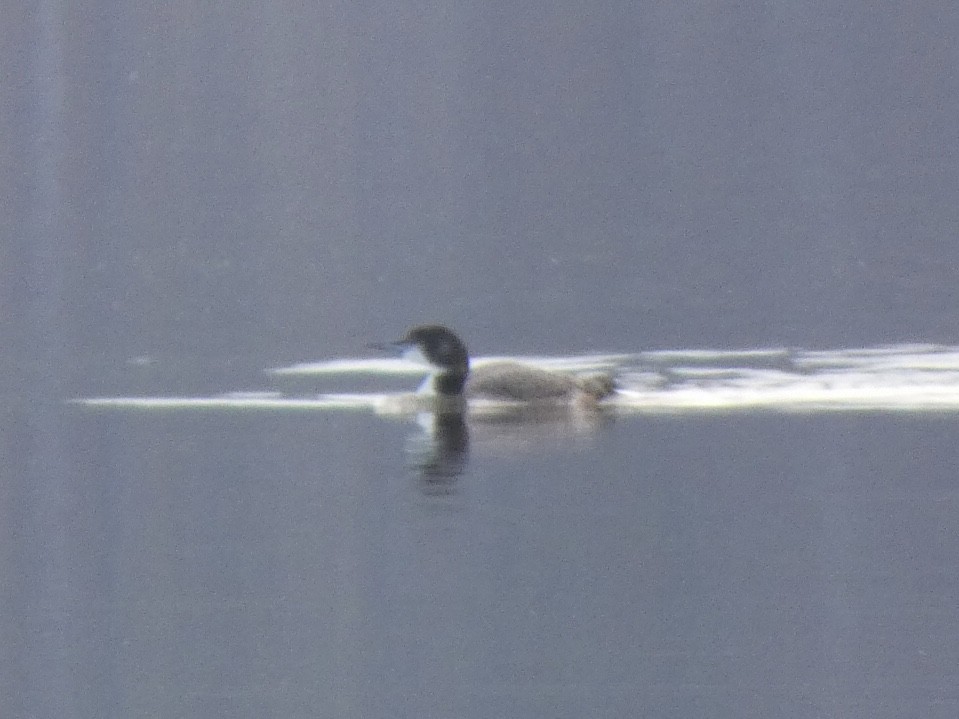 Common Loon - ML404179551