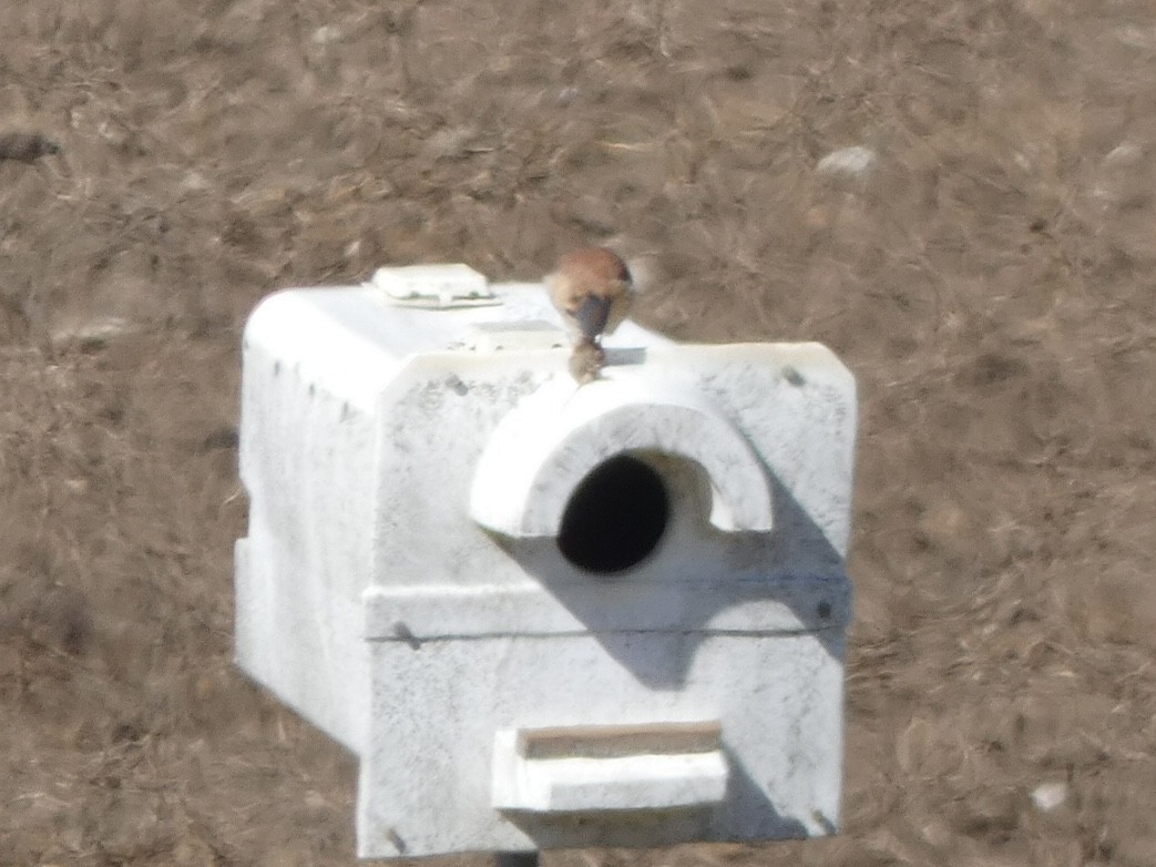 American Kestrel - ML404180251