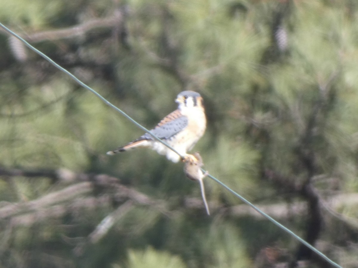 American Kestrel - ML404180261