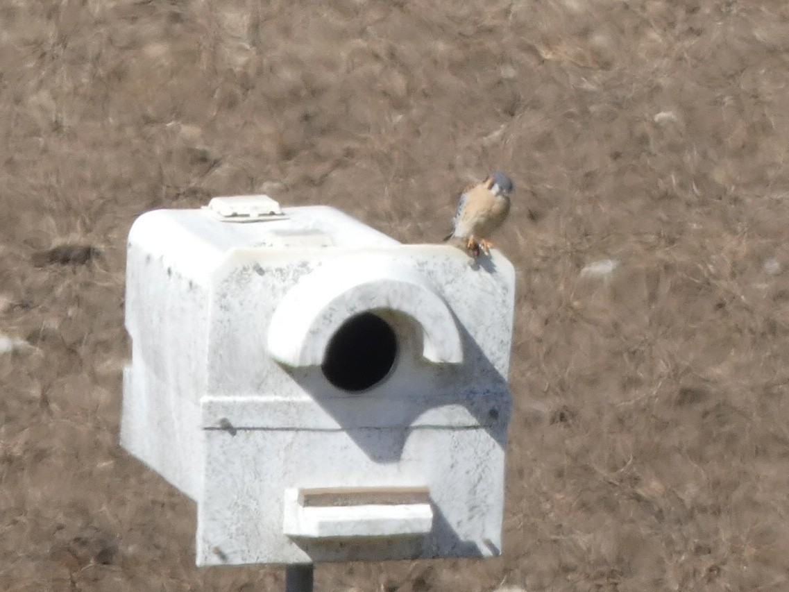 American Kestrel - ML404180271