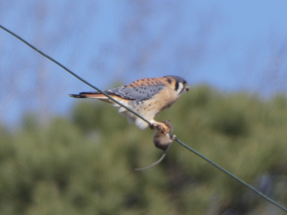 American Kestrel - ML404180281