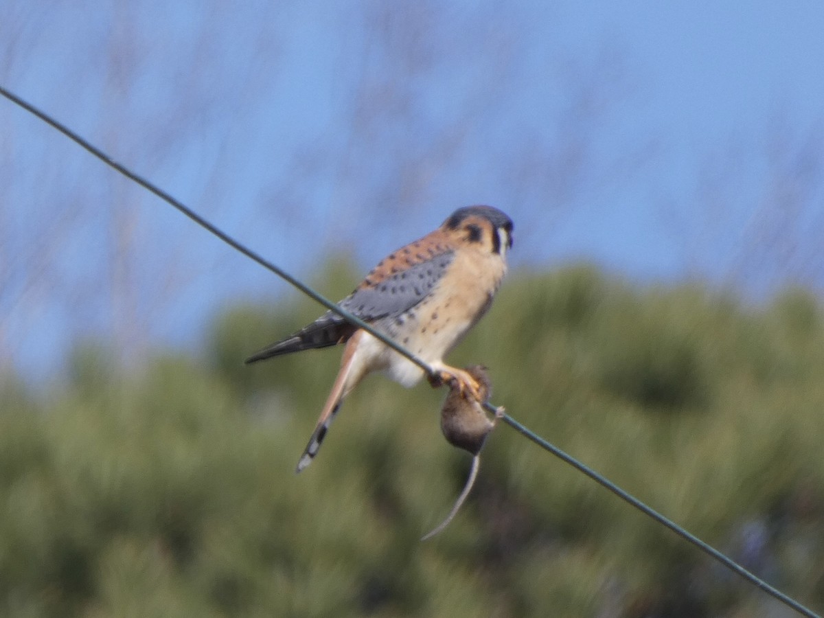 American Kestrel - Noah Rokoske