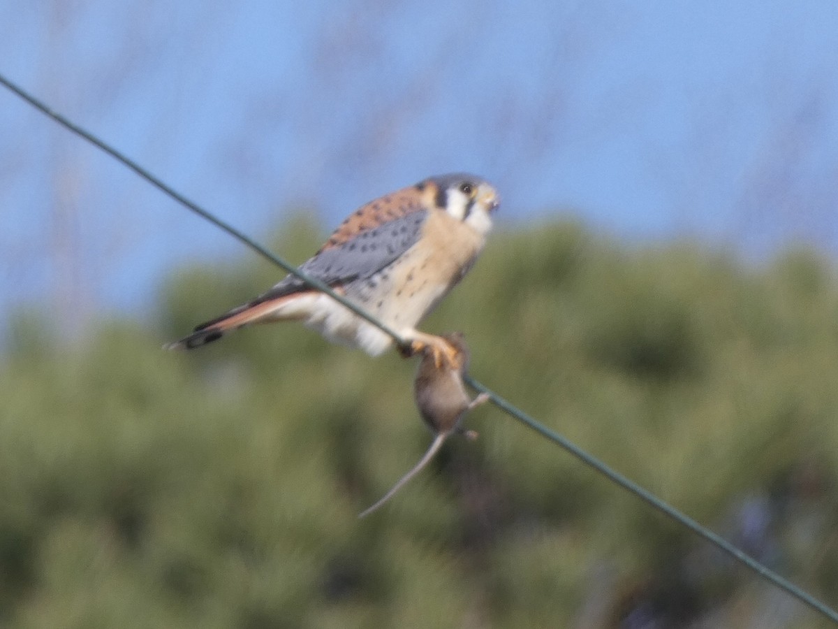 American Kestrel - ML404180311