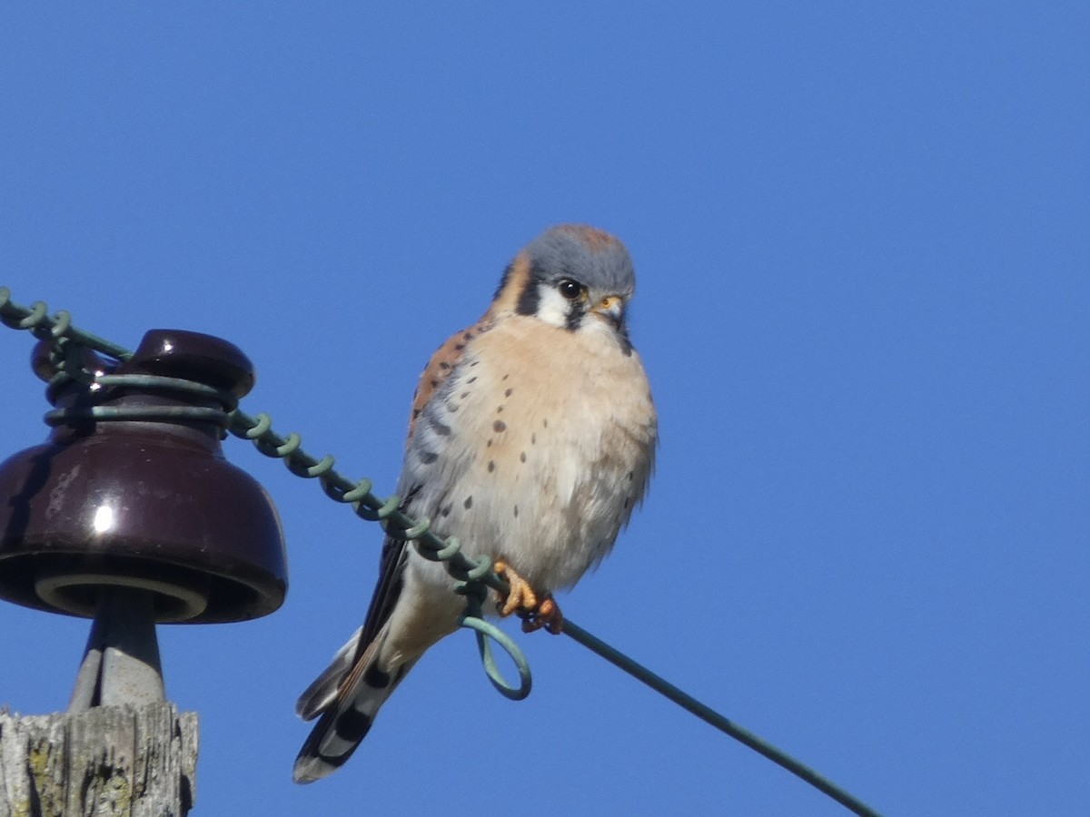 American Kestrel - ML404180341