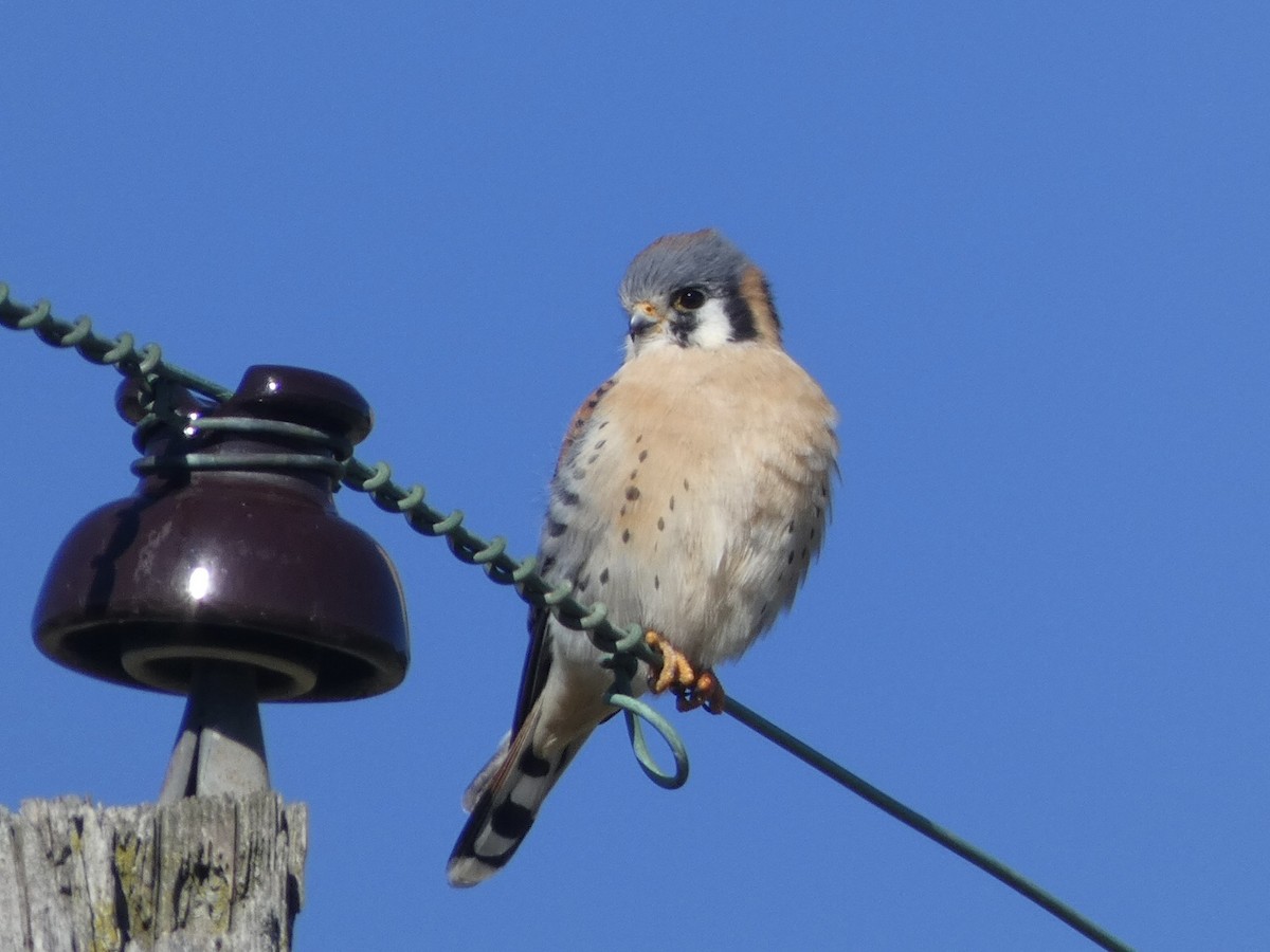 American Kestrel - ML404180351