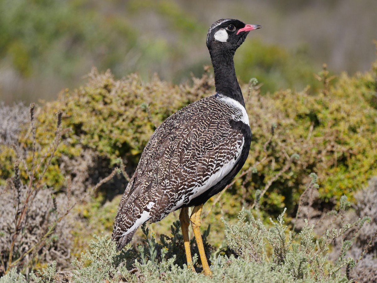 Black Bustard - Chris Anonymous