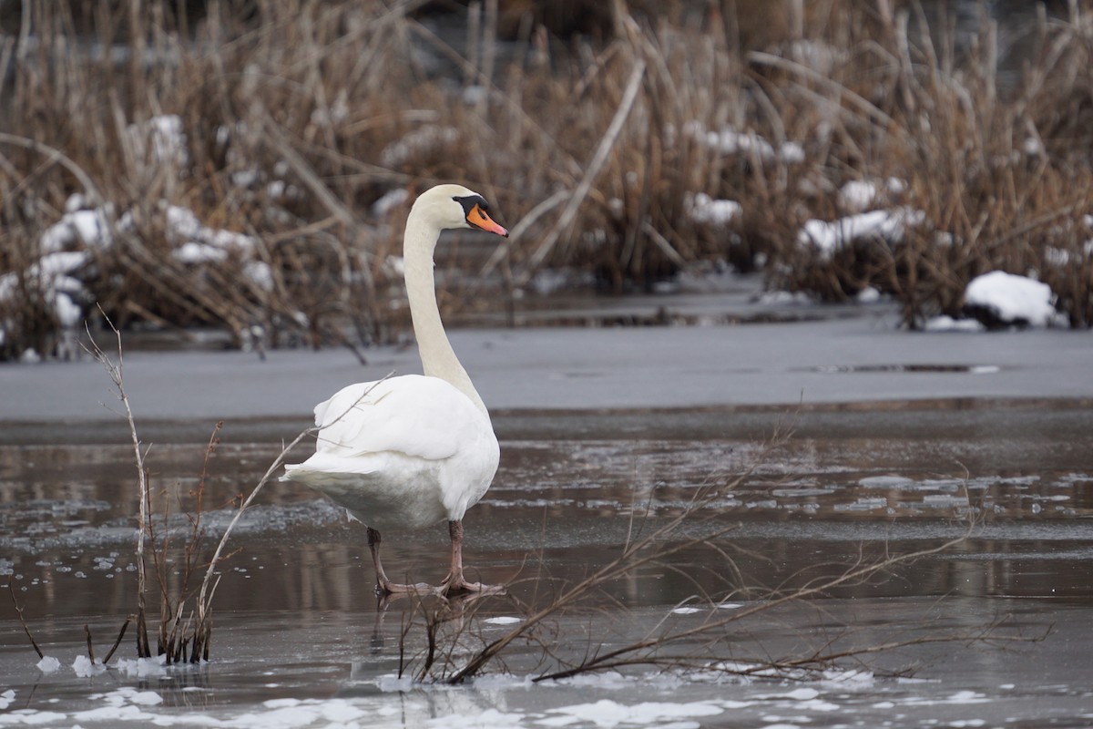 Cygne tuberculé - ML404180831