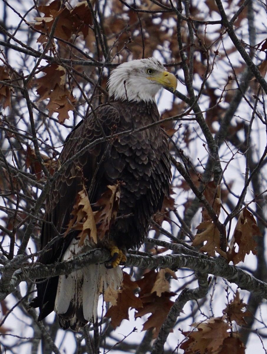 Bald Eagle - Meg Saunders