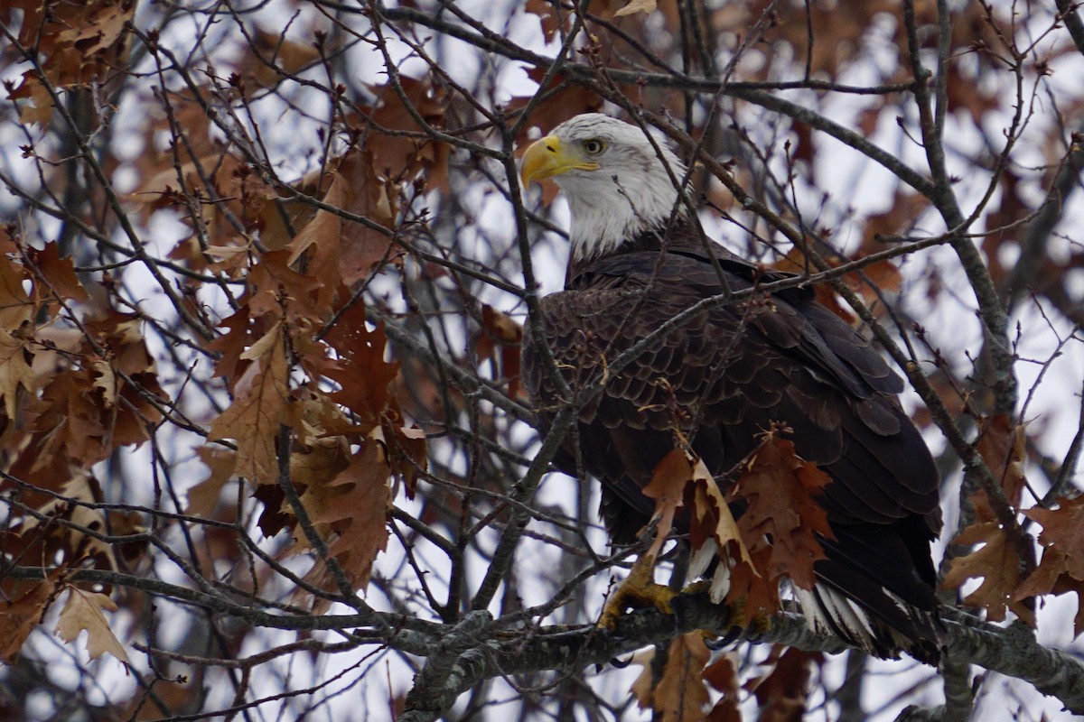 Bald Eagle - ML404181231