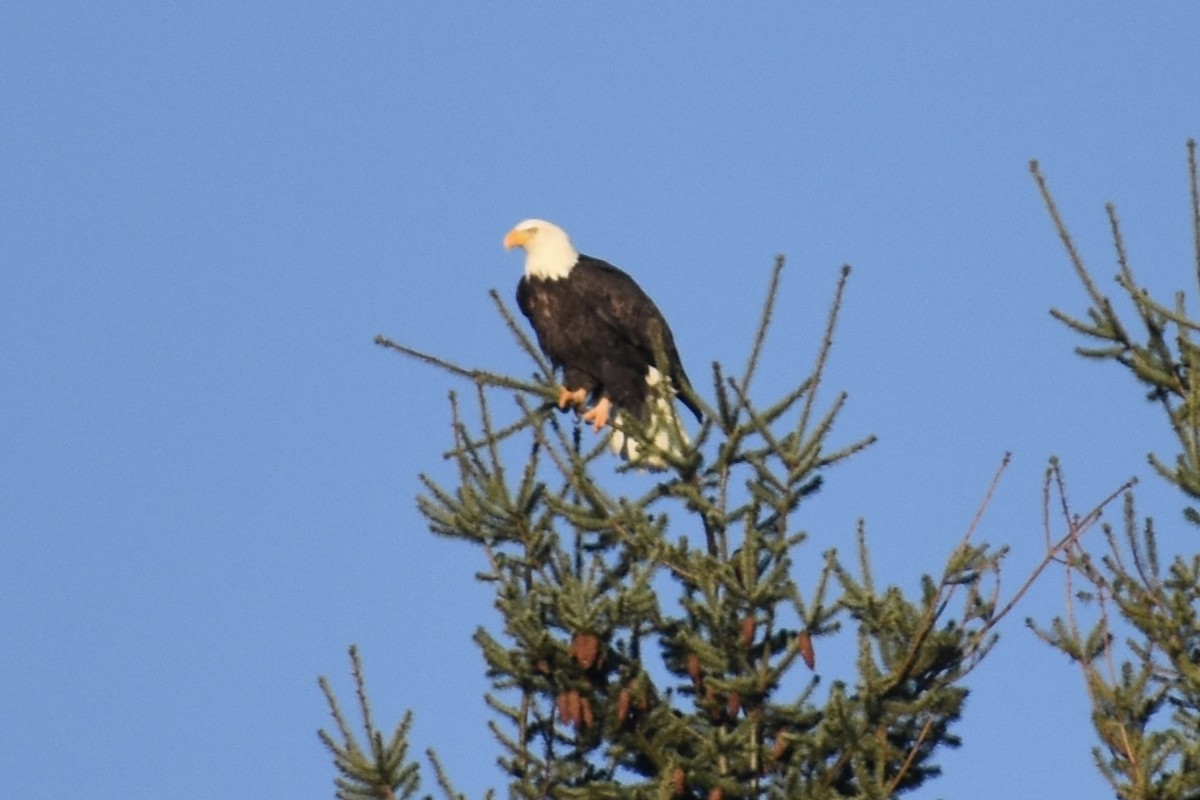 Bald Eagle - ML404181481