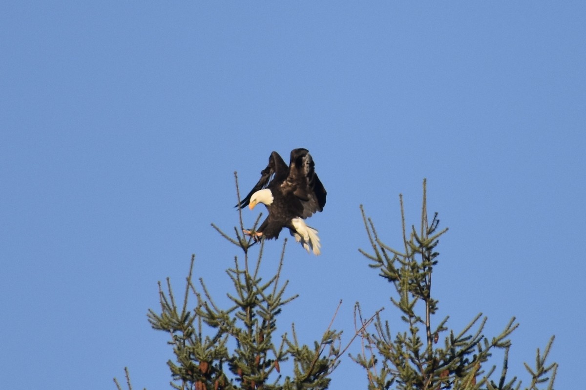 Bald Eagle - ML404181521