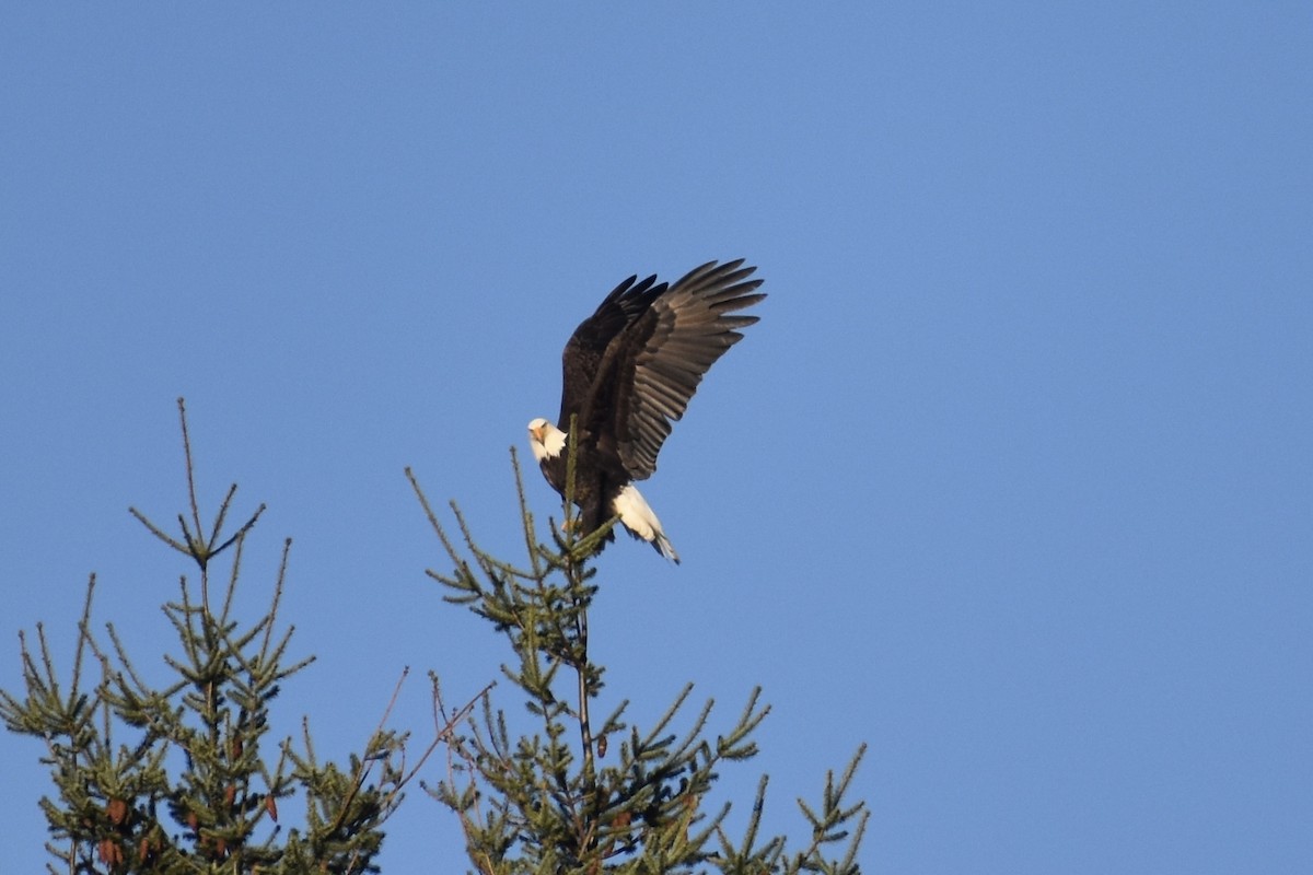 Bald Eagle - ML404181541