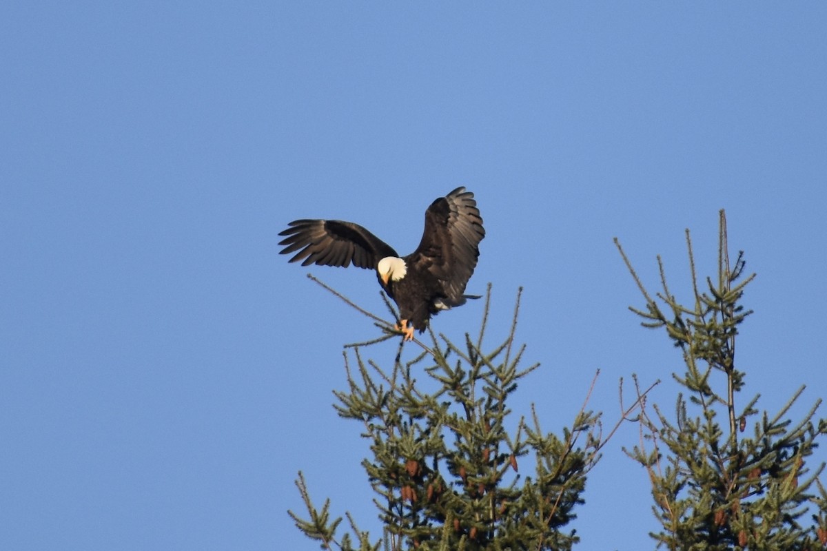 Bald Eagle - ML404181561