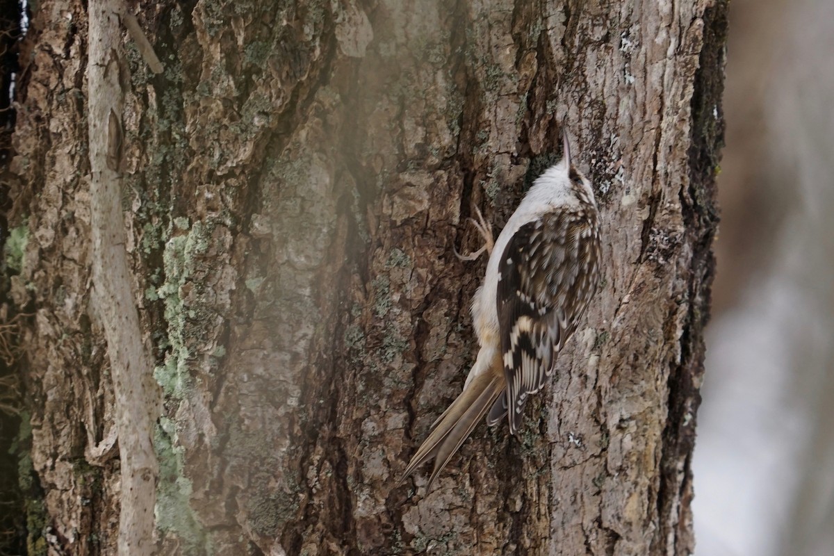 Brown Creeper - Meg Saunders