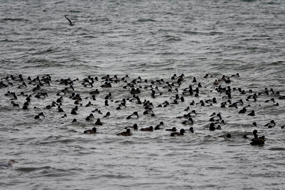 Тэнгисийн шумбуур - ML404183401