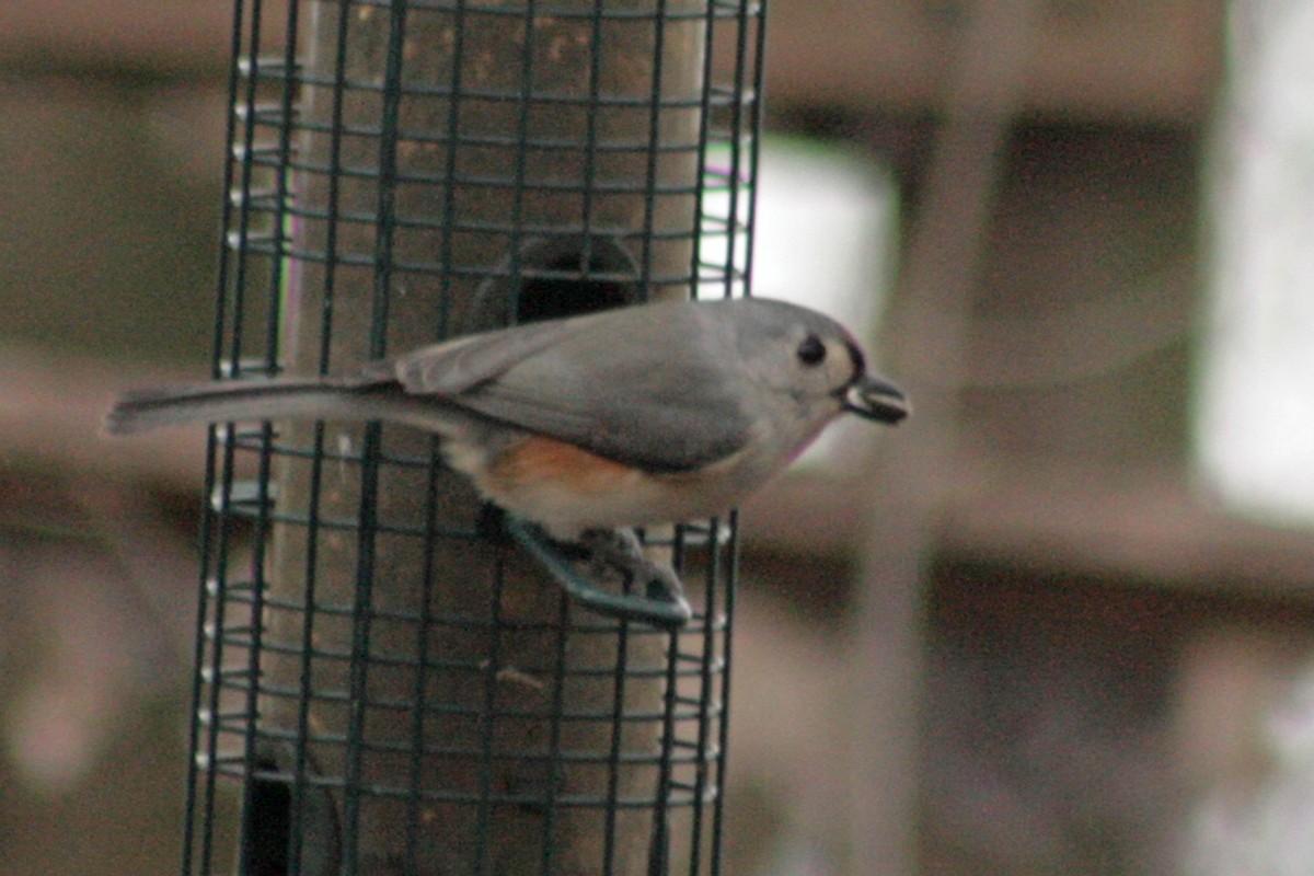 Tufted Titmouse - ML404183441