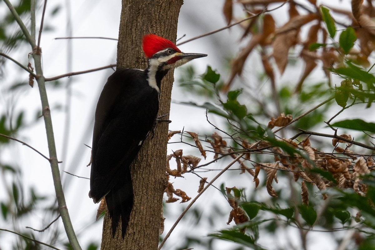 Pileated Woodpecker - ML404183551