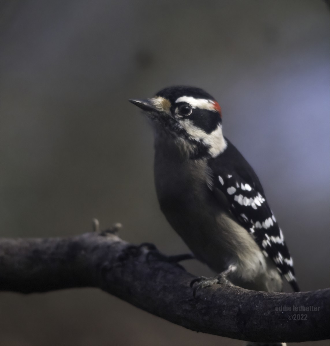 Downy Woodpecker - eddie ledbetter