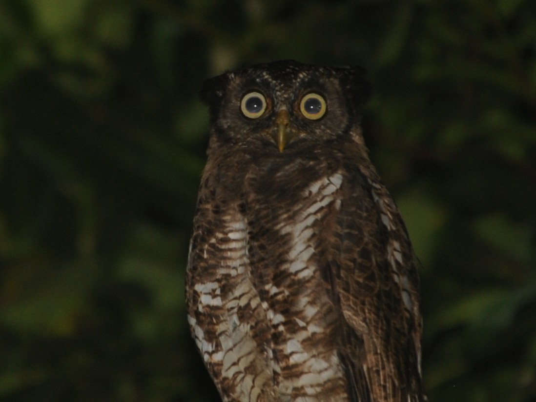 Akun Eagle-Owl - ML40418521