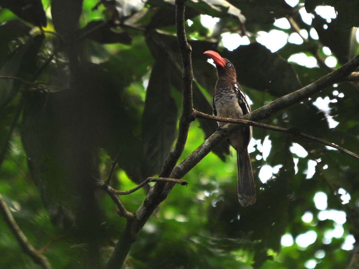 Red-billed Dwarf Hornbill - ML40418551