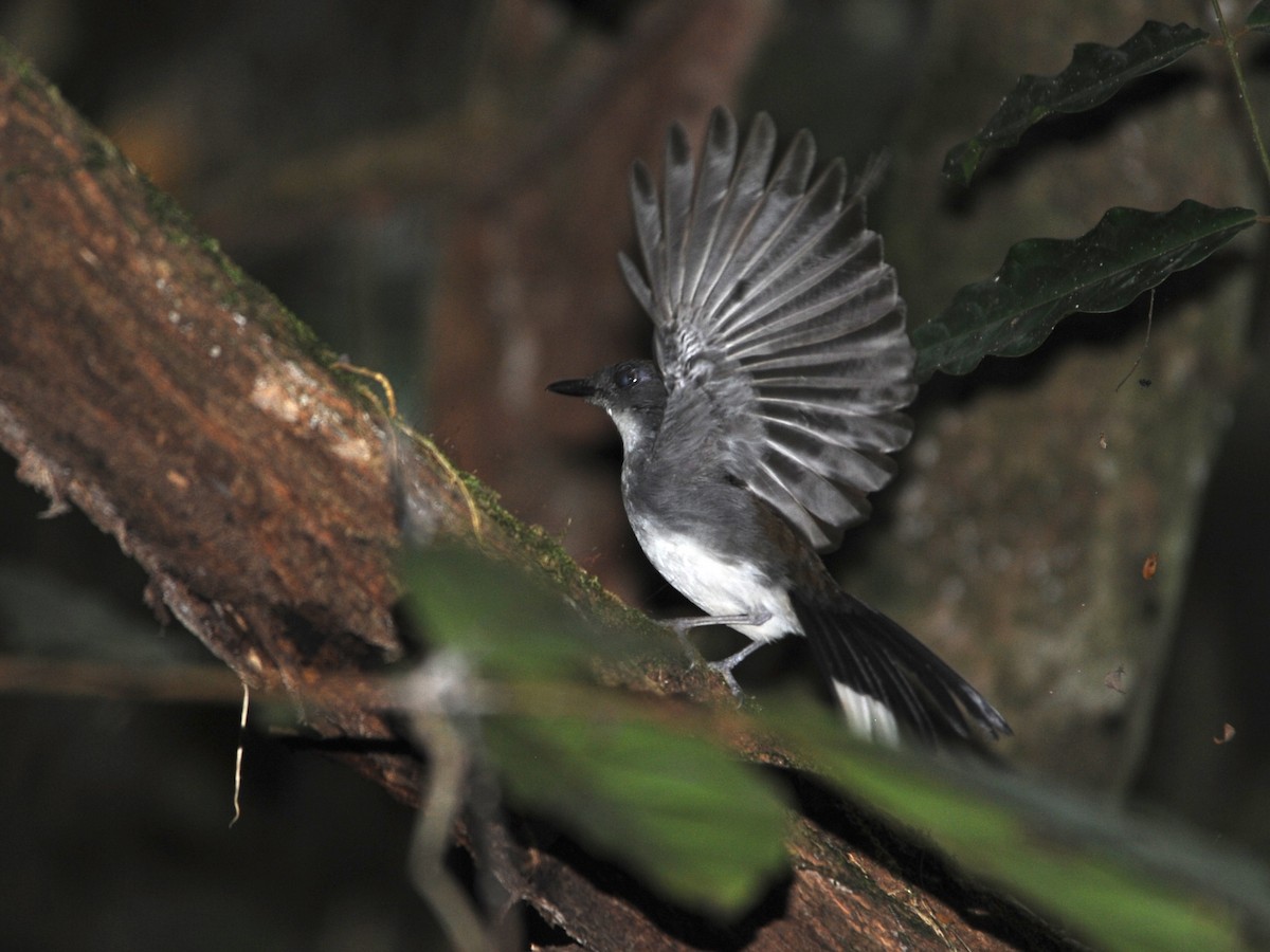 White-tailed Alethe - Alan Van Norman