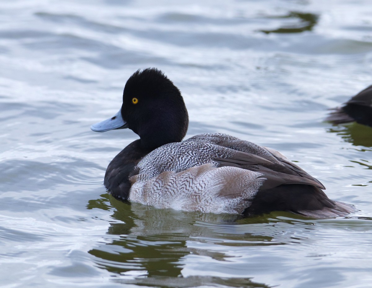 Greater Scaup - ML404186631