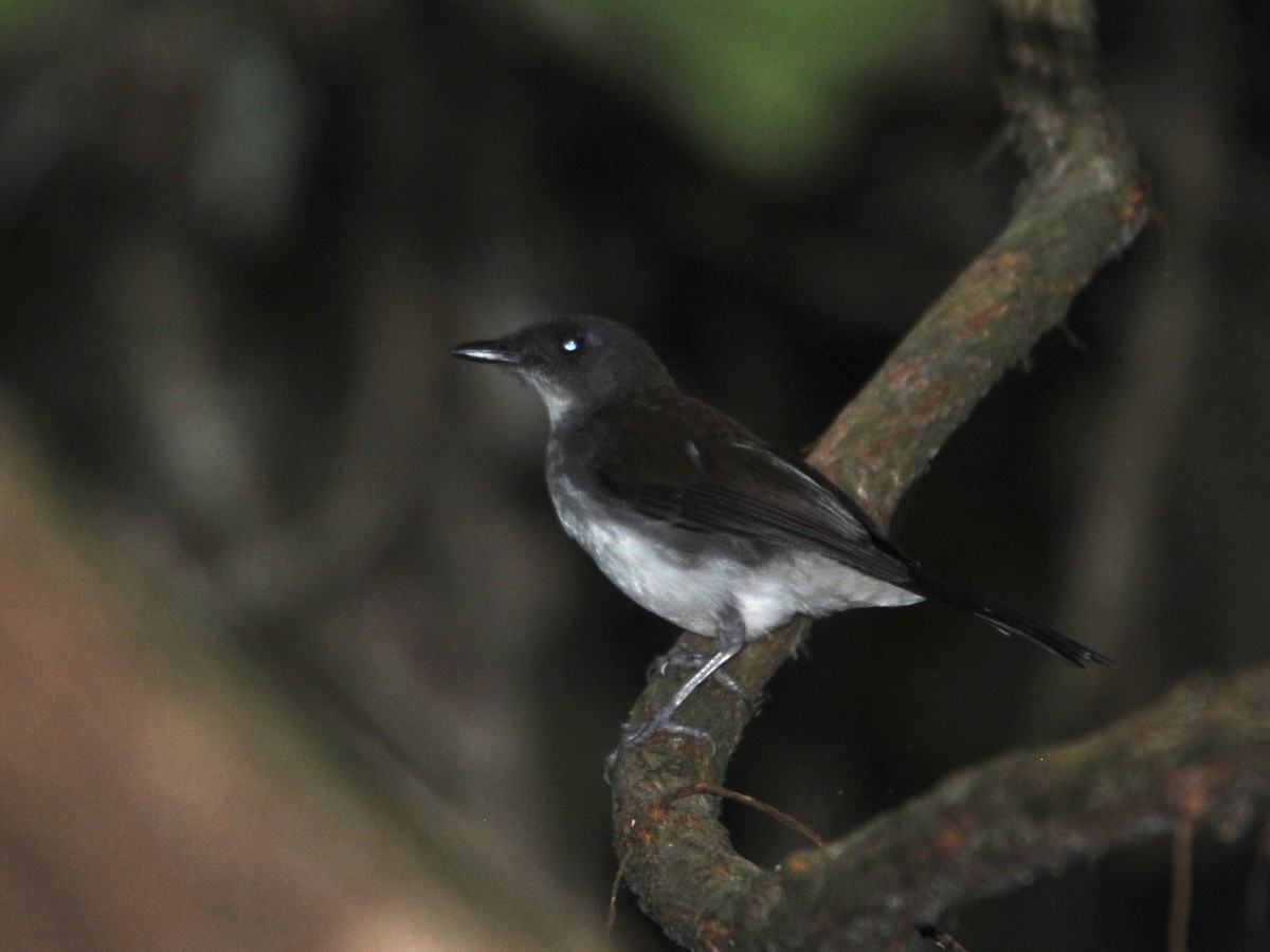 White-tailed Alethe - Alan Van Norman