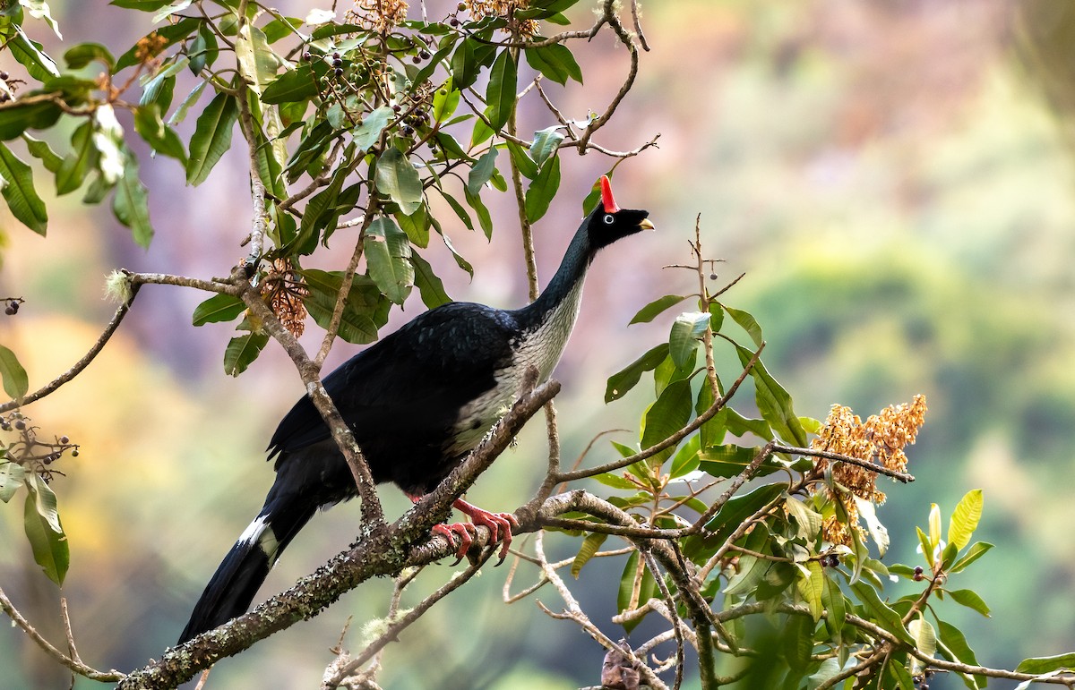 Horned Guan - ML404186991