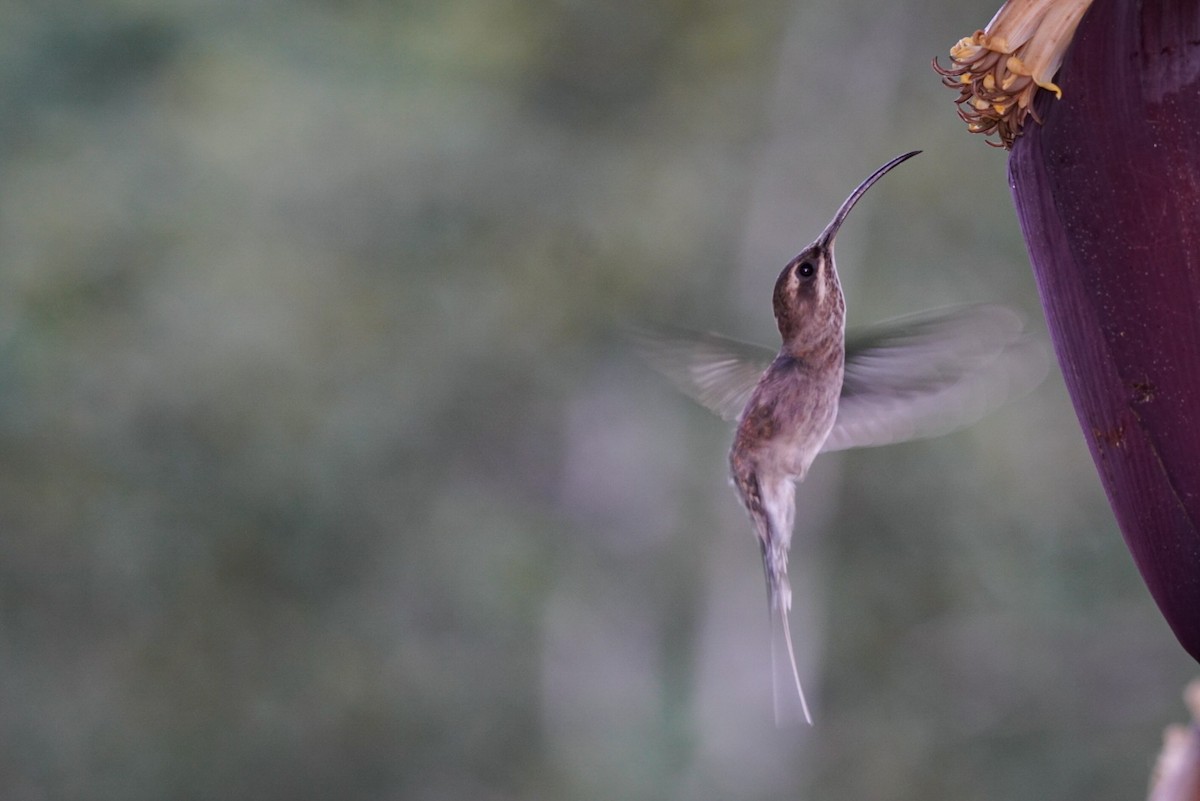 Pale-bellied Hermit - ML404187061