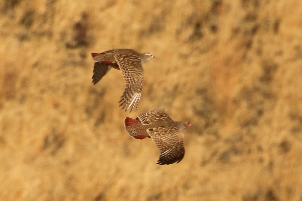 Gray Partridge - ML404189151