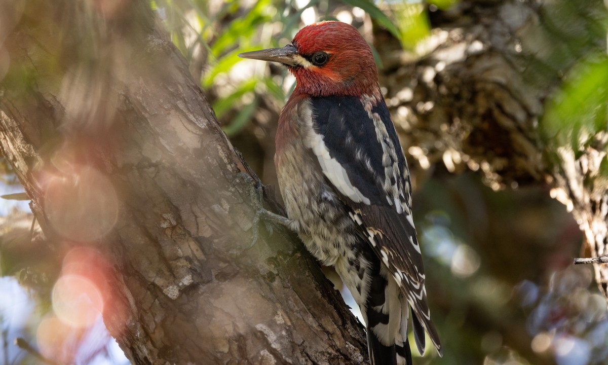 Chupasavia Pechirrojo - ML404189241