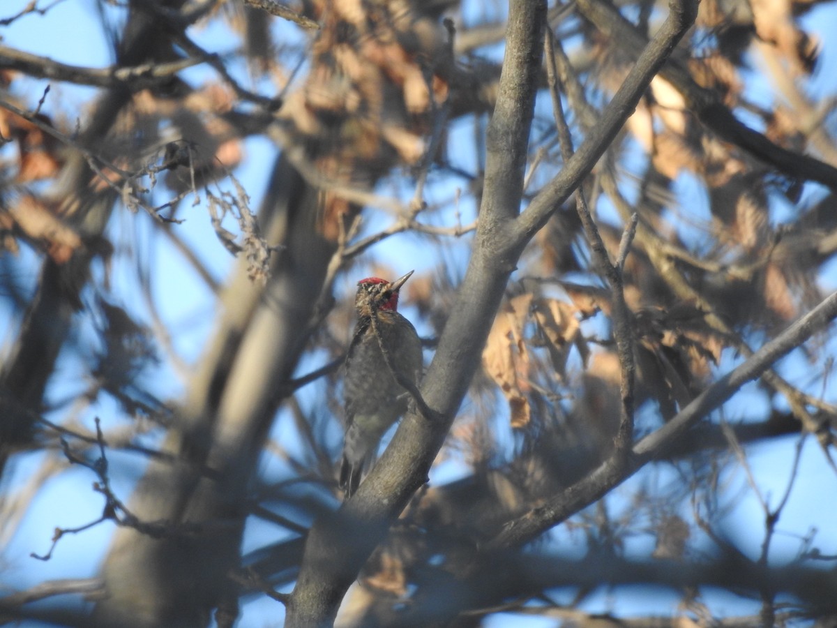 Yellow-bellied Sapsucker - ML404189251
